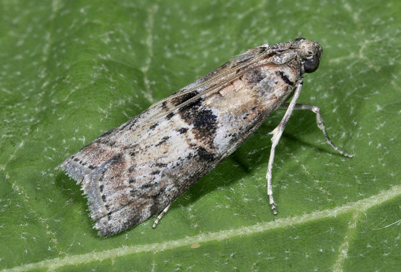 Pyralidae 2 - Phycita roborella